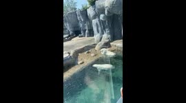 Super cute Polar Bears enjoying sunny weather as opposed to their image of being a symbol of the pristine Arctic environment