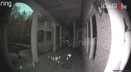 Ring doorbell camera catches bizarrely fascinating sight outside the front door