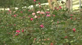 Kenyan flowers gaining visibility in Chinese market