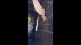 Stablehand's gentle hands bridge the gap between fragile fledgling and lofty nest