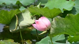 China: Lotus Flowers Bloom at The West Lake in Hangzhou