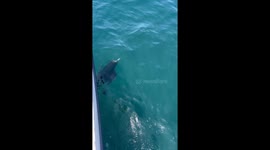 Baby dolphin mirrors mom while swimming beside fast-moving boat