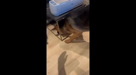 Dog's first glimpse of its shadow leads to endless pondering
