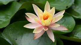 China: Water Lilies Bloom in the West Lake in Hangzhou