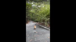 Radical Corgi Skates Down Stairs