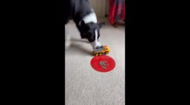 Border Collie Loads Toy Truck With Coins