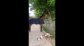 Puppies Play With Horse's Tether