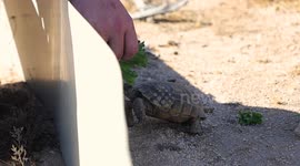 USA: U.S. Marines and Civilians Witness Conservation Efforts at Tortoise Research Site