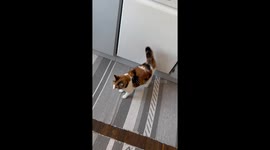 She Always Vibrates Her Tail at This Exact Spot