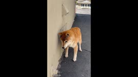 Blind and Death Shiba Inu Finds Comfort in Warm Air Vent