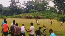 Locals chase away 27 elephants that strayed into village in India