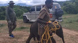 Forest employees feeding and making the elephant calf to sleep who has been abandoned by his mother elephant.