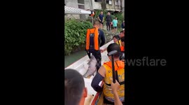 Rare giant blue carp knocked unconscious by dragon boat paddle during practice in China