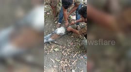 Heroic rescue: box stuck in dog's head removed in central India, saves canine's life