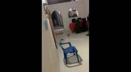 Cat vs. mouse: hilarious chase in Buenaventura, Colombia