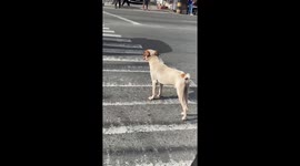 Patient dog waits for traffic to stop before crossing pedestrian lane in Cavite