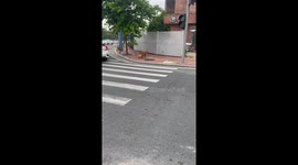 Canine guardian carries a timid hen across a bustling road