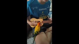 Sun conure parrot joins owner playing ukulele