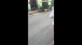 Dog in Callao, Peru, caught holding knife in hilarious video