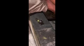 Insect makes surprising noise when pressed