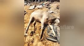 Rescue team come to aid of cow that succumbed to heatwave in central India