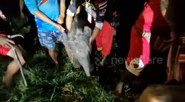World's first elephant male and female elephant twins to survive are born in Thailand