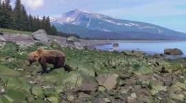 Brown bear eats lunch on lake shore in Alaska