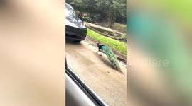 Curious peacock attacks Tesla car in China