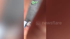 Woman revives electrocuted squirrel with CPR