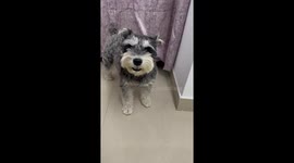 Canine maestro: Schnauzer's howls elevate Indian melody to new heights
