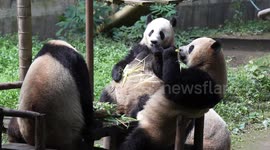 China: Giant Panda Celebrate Dragon Boat Festival at Chongqing Zoo