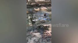 Bush dogs previously believed to be extinct spotted cooling off in pond