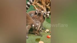 Endangered ring-tailed lemur babies born and thriving at Moscow Zoo