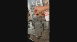 Great glass wall: Deaf dog quests for a fallen French fry
