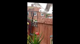 Wings of mischief: Seagull attempts to steal the bird feeder