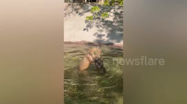 Cute capybaras enjoy frolicking in water on a hot day