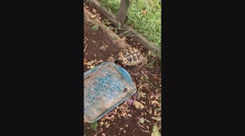 Turtle snaps up snail in brutal