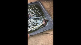 Caring resident saves the life of lizard stuck in rodent glue trap
