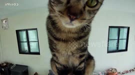 Hilarious moment pet cat peers into CCTV camera