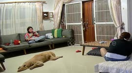 Toddler tumbles over pet dog sprawled on floor