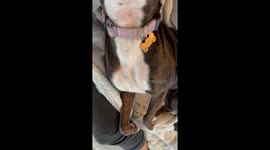 When Your Dog Finds Her Happy Place