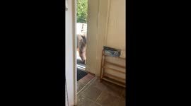 Black Bear Kitchen Surprise
