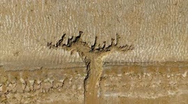 China: Yellow River Tidal Tree in Binzhou