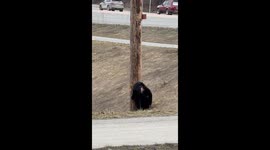 Scarred Black Bear Teaches Cub To Climb