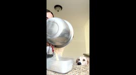 Golden retriever snags unexpected snack from flour mix