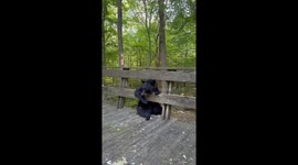 Bear climbs onto porch for unlikely companionship in Vernon, New Jersey