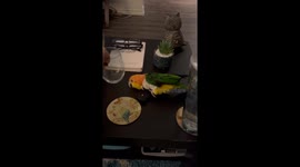 Parrot Repeatedly Pushes Wine Glass Off Table