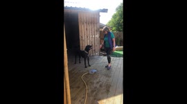 Cane Corso Splashes Owner With Hose