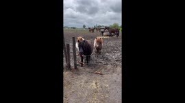 Shetland Pony Patiently Bypasses Electric Fence