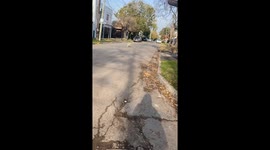 Dog Skips Down Street